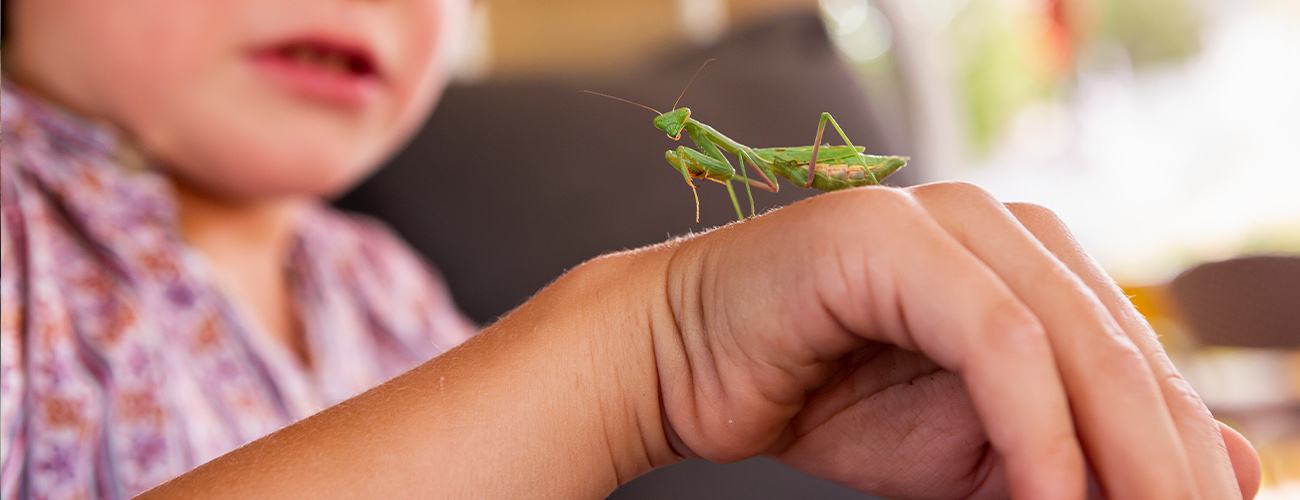 Learning to Love Creepy Crawlies