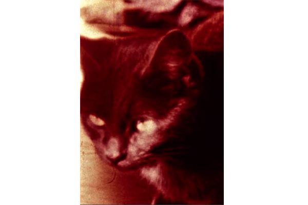 Pittsburgh Sound + Image Presents: Cat Prints - Feline Films of the Avant-Garde