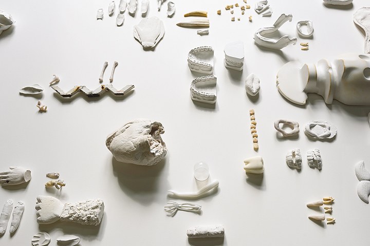 a photo of plaster molds of bones