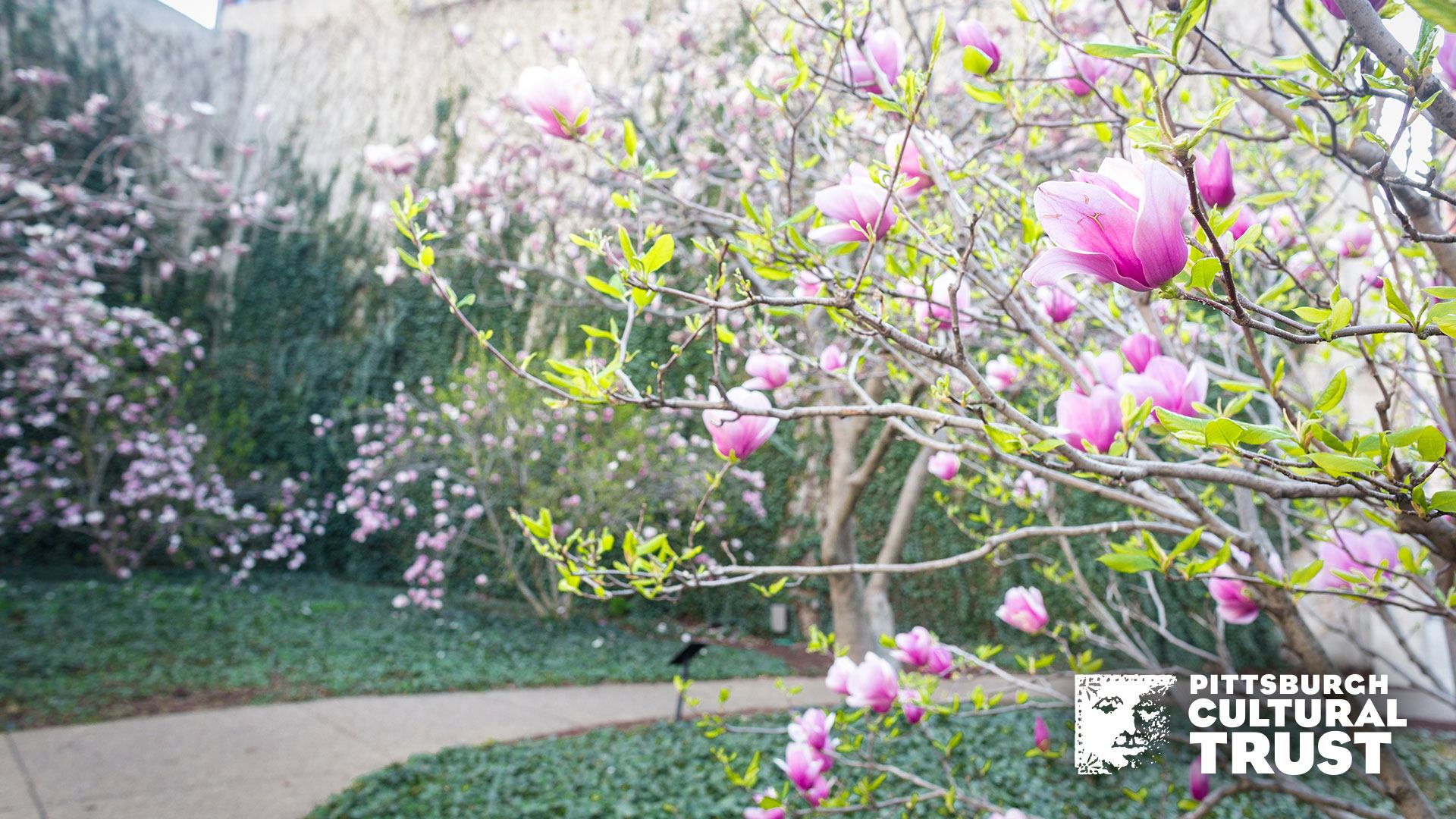 a zoom background of the magnolias public art installation