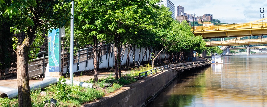 allegheny river front park path on the left, lined with green trees. the river and yellow bridges are on the right.