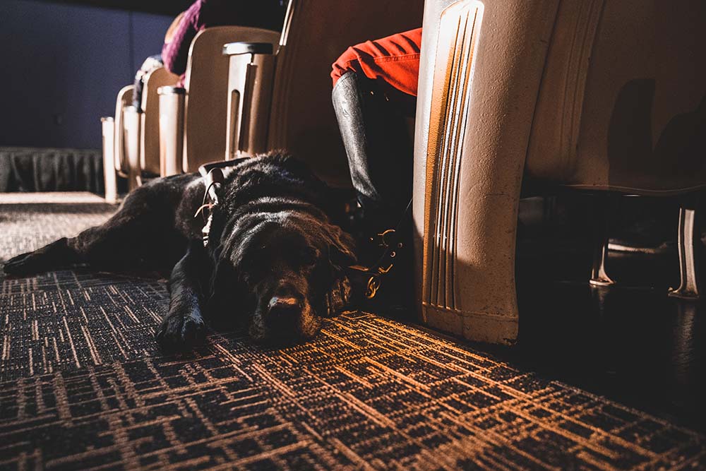 a black lab service dog lays in the aisle of a theater, next to a row of seats