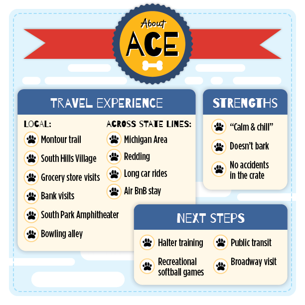 The graphic is titled 'About Ace.' His travel experience includes the Montour trail, the bowling alley, and Redding, Pa. His strengths include not barking and no crate accidents. His next steps are halter training, public transit, recreational softball games, and a Broadway visit.