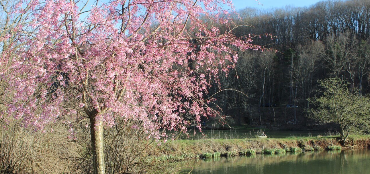 Cherry Blossoms on a Tree