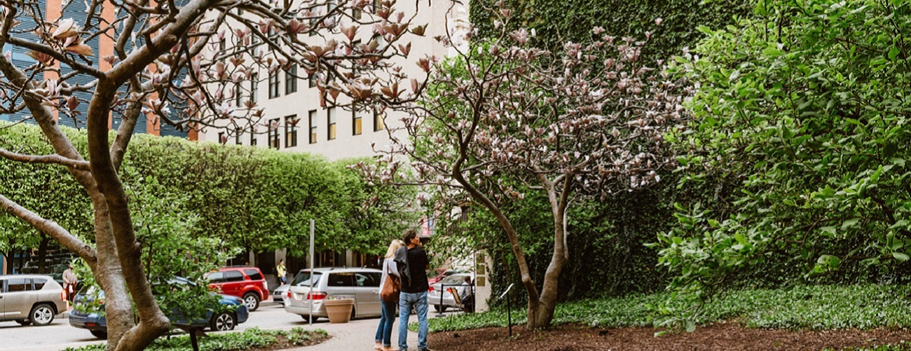 Two people look up at a magnolia tree with pink blossoms.